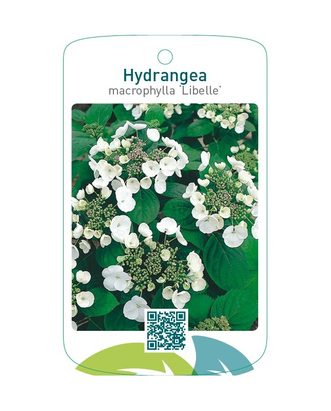 Hydrangea macrophylla ‘Libelle’