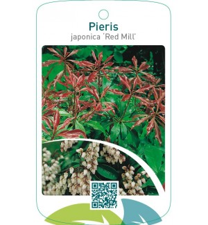 Pieris japonica ‘Red Mill’