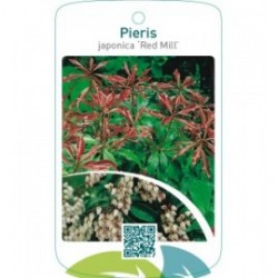 Pieris japonica ‘Red Mill’