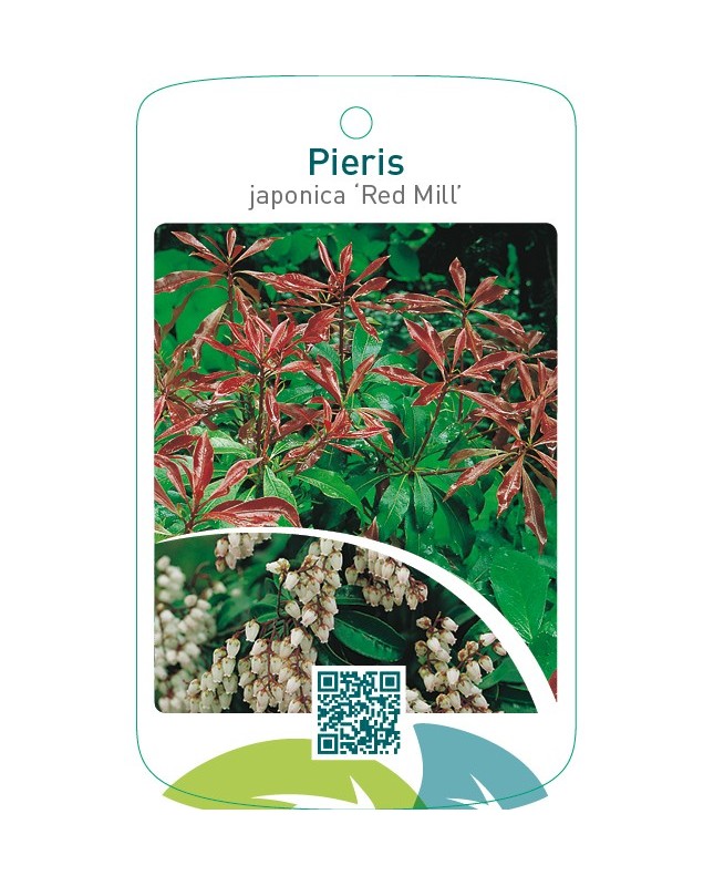 Pieris japonica ‘Red Mill’