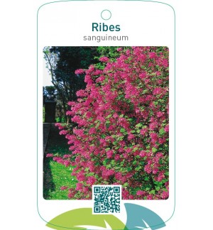 Ribes sanguineum