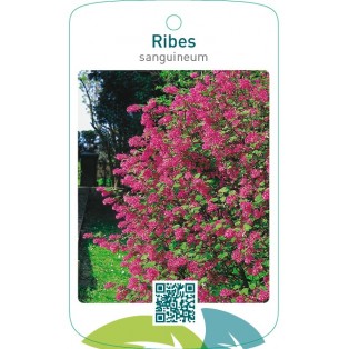 Ribes sanguineum