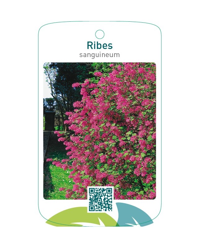 Ribes sanguineum