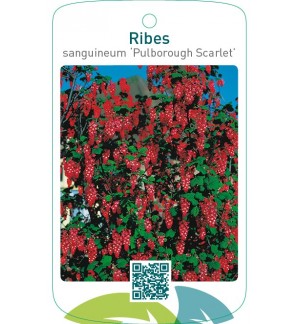 Ribes sanguineum ‘Pulborough Scarlet’