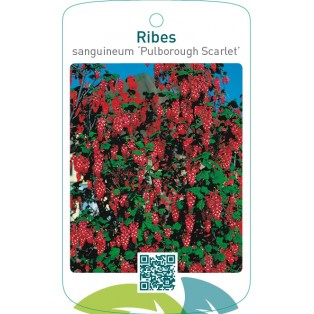 Ribes sanguineum ‘Pulborough Scarlet’