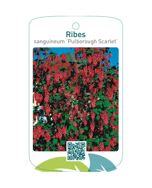 Ribes sanguineum ‘Pulborough Scarlet’