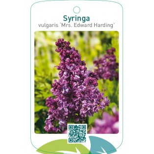 Syringa vulgaris ‘Mrs. Edward Harding’