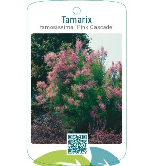Tamarix ramosissima ‘Pink Cascade’