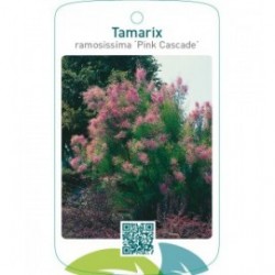 Tamarix ramosissima ‘Pink Cascade’