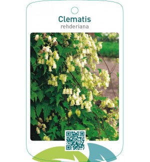 Clematis rehderiana