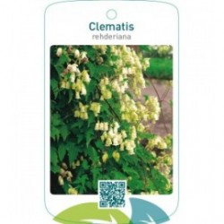 Clematis rehderiana