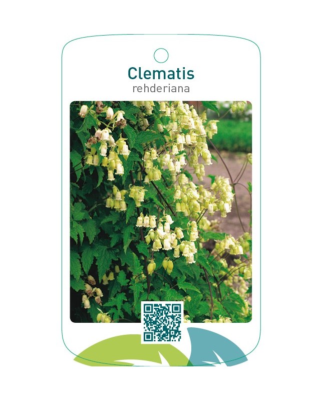 Clematis rehderiana