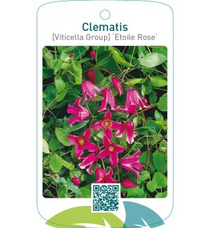 Clematis [Viticella Group] ‘Etoile Rose’