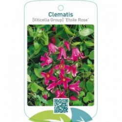 Clematis [Viticella Group] ‘Etoile Rose’