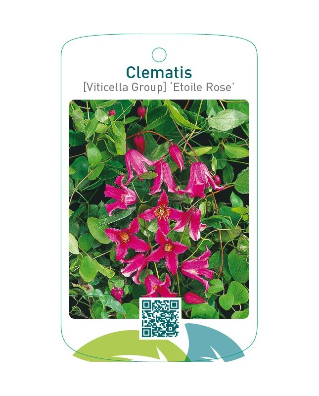 Clematis [Viticella Group] ‘Etoile Rose’