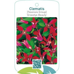 Clematis [Texensis Group] ‘Gravetye Beauty’