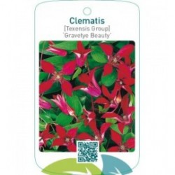 Clematis [Texensis Group] ‘Gravetye Beauty’