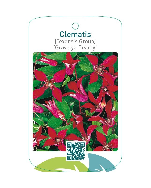 Clematis [Texensis Group] ‘Gravetye Beauty’