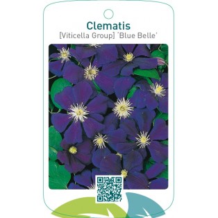 Clematis [Viticella Group] ‘Blue Belle’