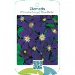 Clematis [Viticella Group] ‘Blue Belle’