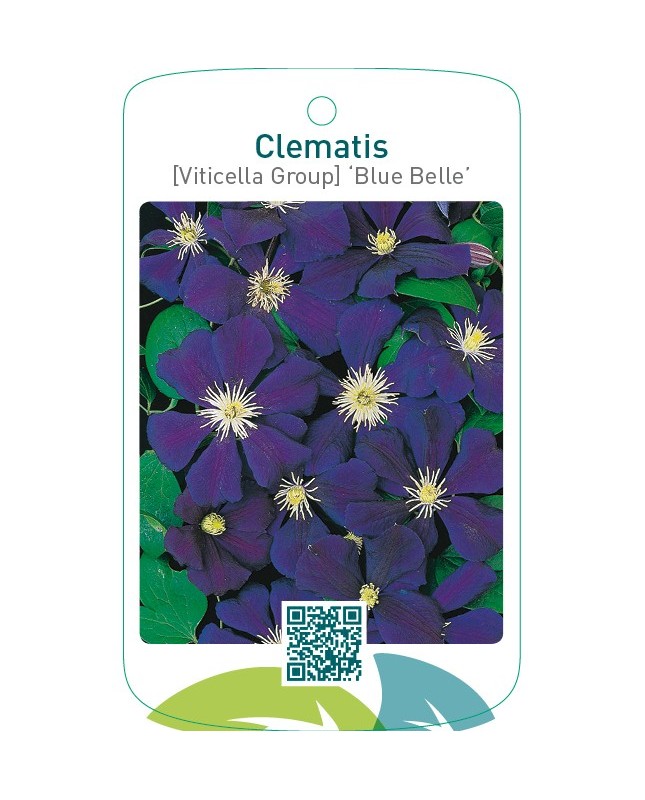 Clematis [Viticella Group] ‘Blue Belle’