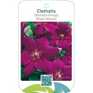 Clematis [Viticella Group] ‘Royal Velours’