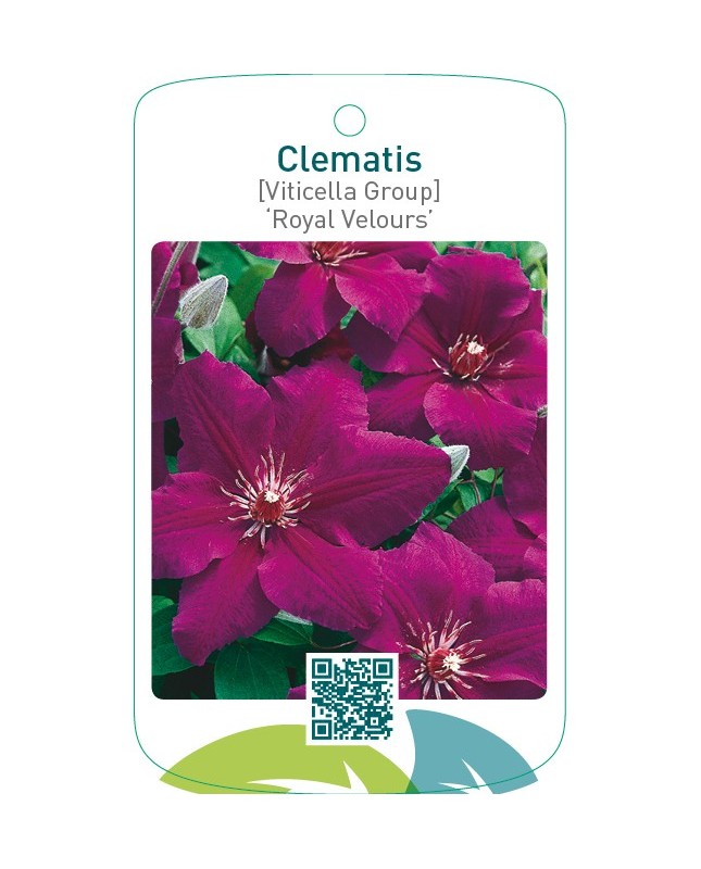 Clematis [Viticella Group] ‘Royal Velours’