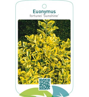 Euonymus fortunei ‘Sunshine’