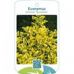 Euonymus fortunei ‘Sunshine’
