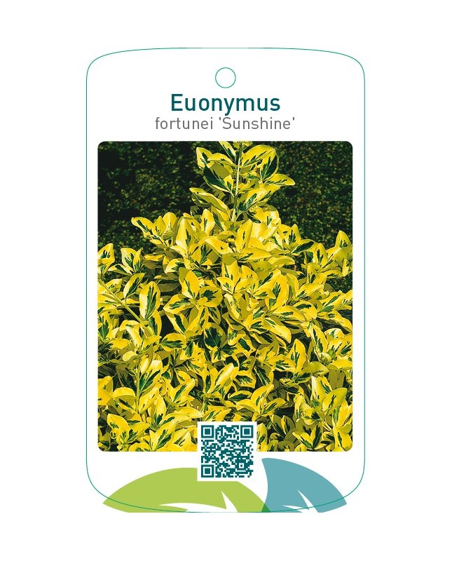 Euonymus fortunei ‘Sunshine’
