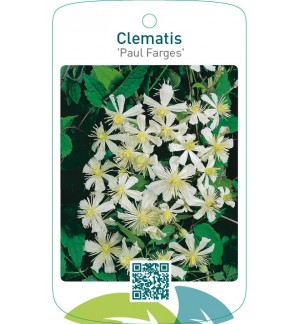 Clematis ‘Paul Farges’