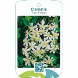 Clematis ‘Paul Farges’