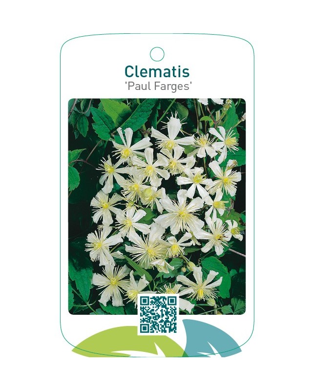 Clematis ‘Paul Farges’