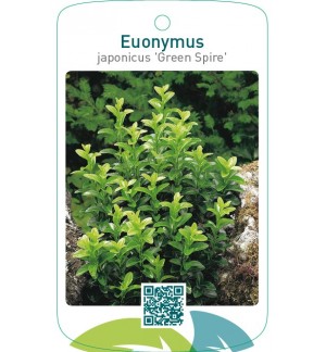 Euonymus japonicus ‘Green Spire’
