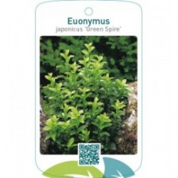 Euonymus japonicus ‘Green Spire’