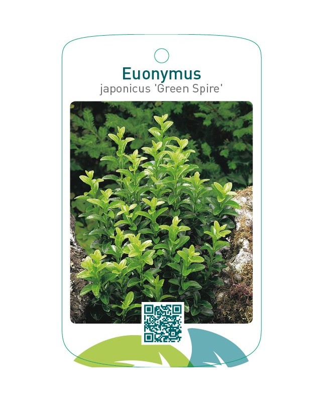 Euonymus japonicus ‘Green Spire’