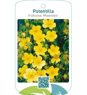 Potentilla fruticosa ‘Maanelys’