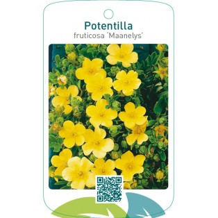 Potentilla fruticosa ‘Maanelys’