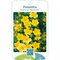 Potentilla fruticosa ‘Maanelys’