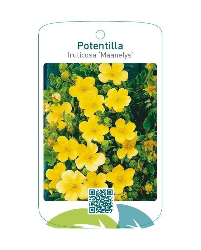 Potentilla fruticosa ‘Maanelys’