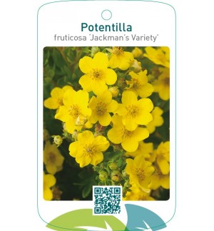 Potentilla fruticosa ‘Jackman’s Variety’