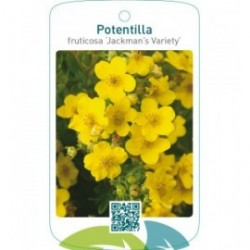 Potentilla fruticosa ‘Jackman’s Variety’