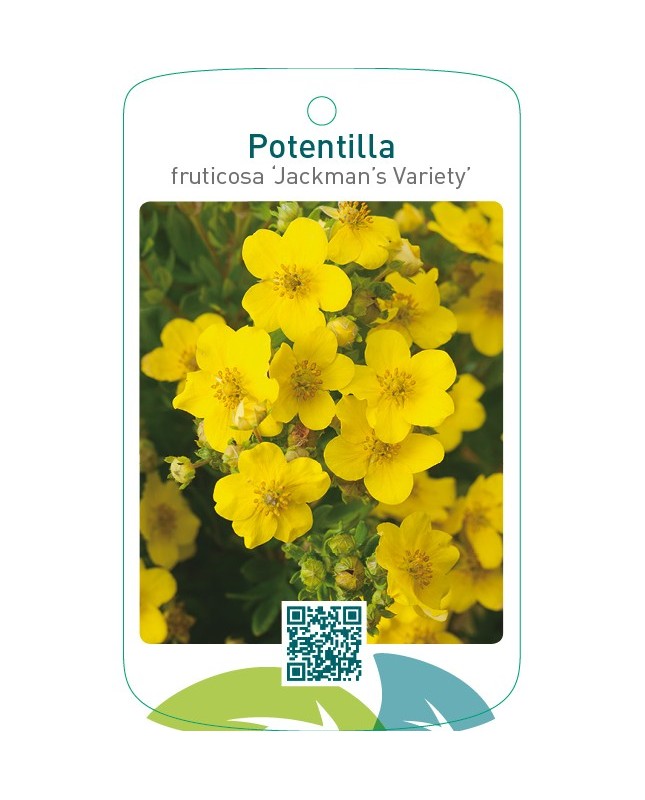 Potentilla fruticosa ‘Jackman’s Variety’