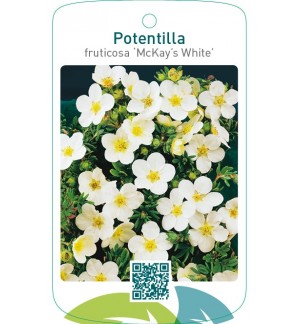 Potentilla fruticosa ‘McKay’s White’