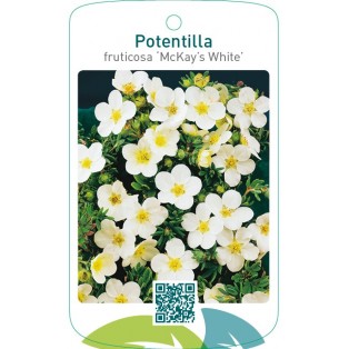 Potentilla fruticosa ‘McKay’s White’