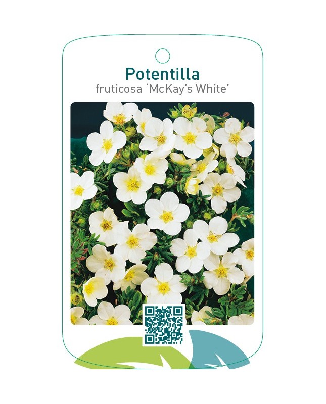 Potentilla fruticosa ‘McKay’s White’