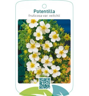 Potentilla fruticosa var. veitchii