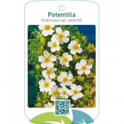 Potentilla fruticosa var. veitchii