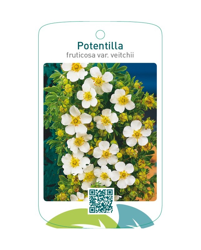 Potentilla fruticosa var. veitchii