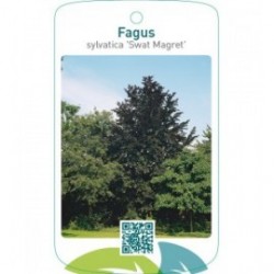 Fagus sylvatica ‘Swat Magret’